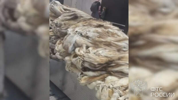 Более 900 шкурок хорька нашли в багаже у иностранца в Шереметьеве