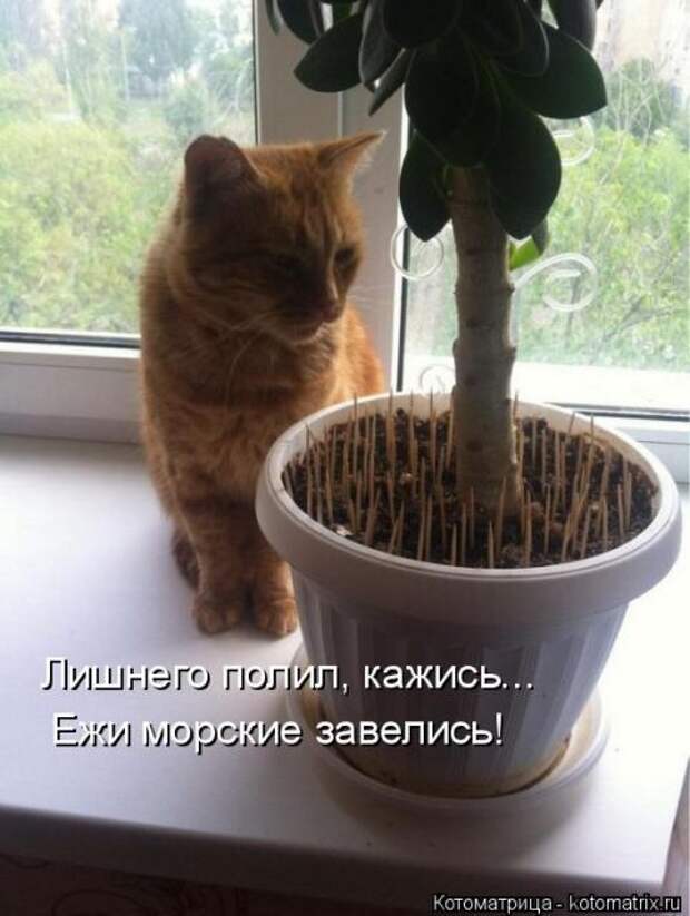 Лучшие котоматрицы недели (50 фото)