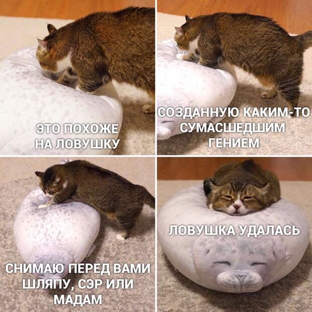 Ловушка удалась Ловушка удалась