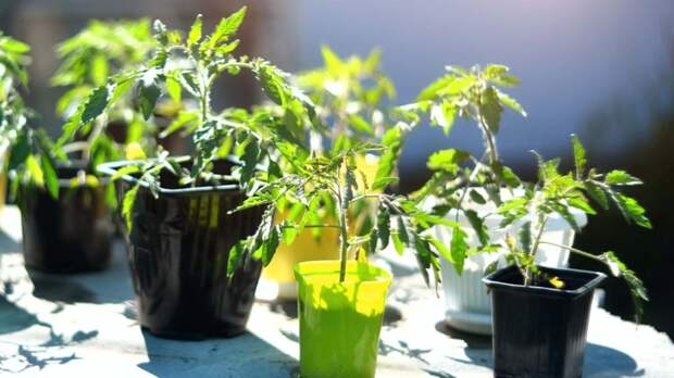 Рассада томатов желтеет не только из-за ошибок с поливом: выяснила причины и теперь знаю, что делать