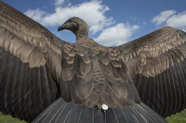 Interesting pictures with animals 05
