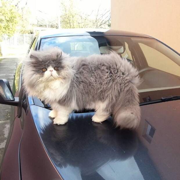 Is This A Cat Or A Sheep?