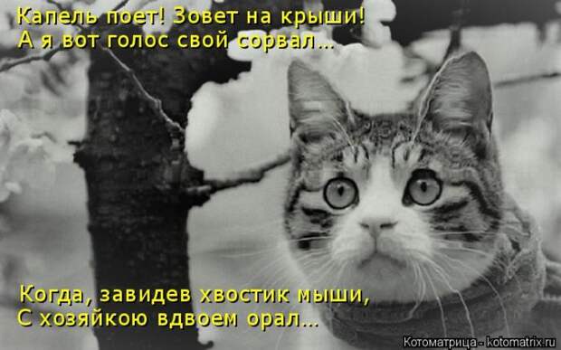 Лучшие котоматрицы недели Лучшие котоматрицы недели