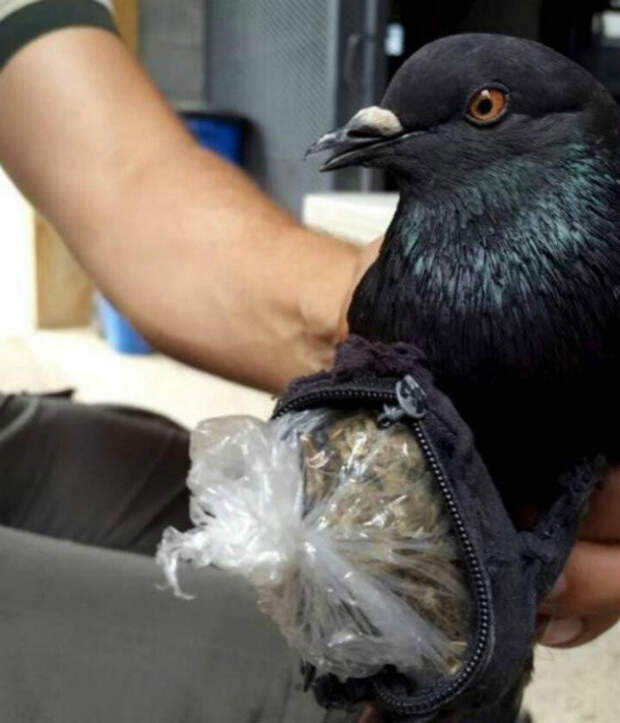 Почтовый голубь с сумочкой наркотиков.