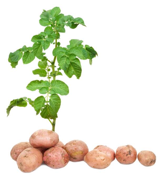 Двойной урожай картофеля