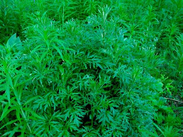 Лекарственное растение Полынь обыкновенная (Artemisia vulgaris)