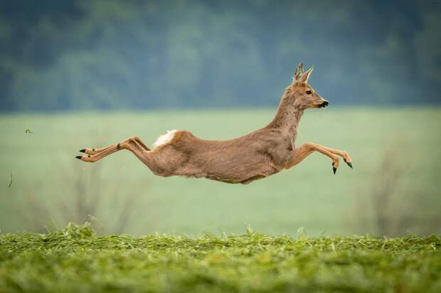 Фото © Jens Ludwig