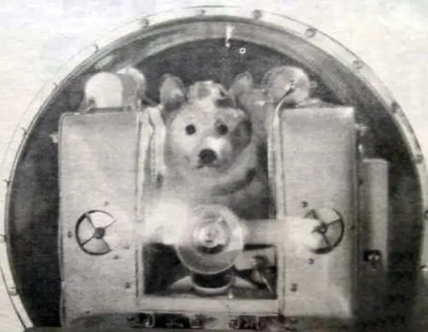 Спутник 5 собаки. Звёздочка (собака-космонавт). Спутник 5 СССР. Спутник 5 космический корабль. Собака Звездочка в космосе.