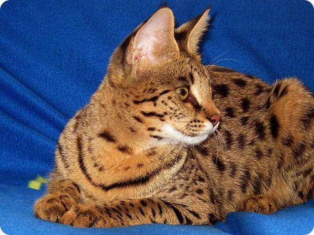 Кошка саванна