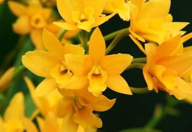 Орхидея Ликаста – растение, обладающее душистыми цветками желтого цвета