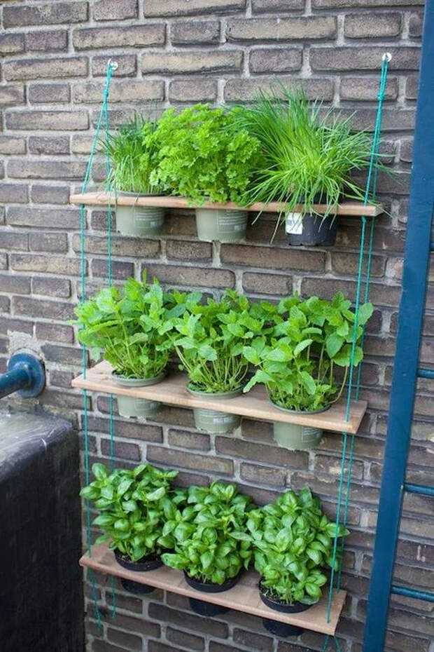 Если нет дачи, а посадить ароматные травы хочется: полезные идеи мини-огорода на балконе