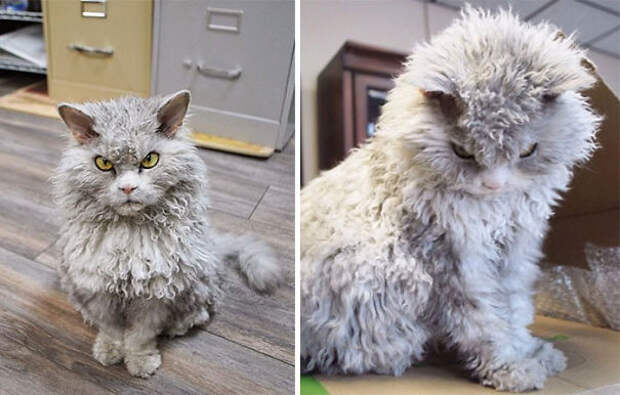 самые пушистые кошки в мире