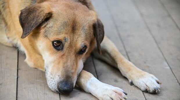 "Активным гражданам" предлагают оценить возможности сервиса "Моспитомец"