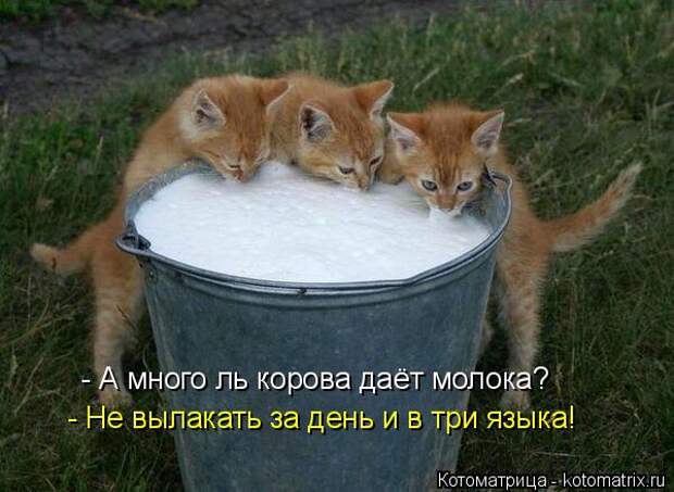 Котоматрица: - А много ль корова даёт молока? - Не вылакать за день и в три языка!