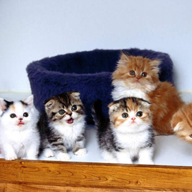 Лакомства для котят