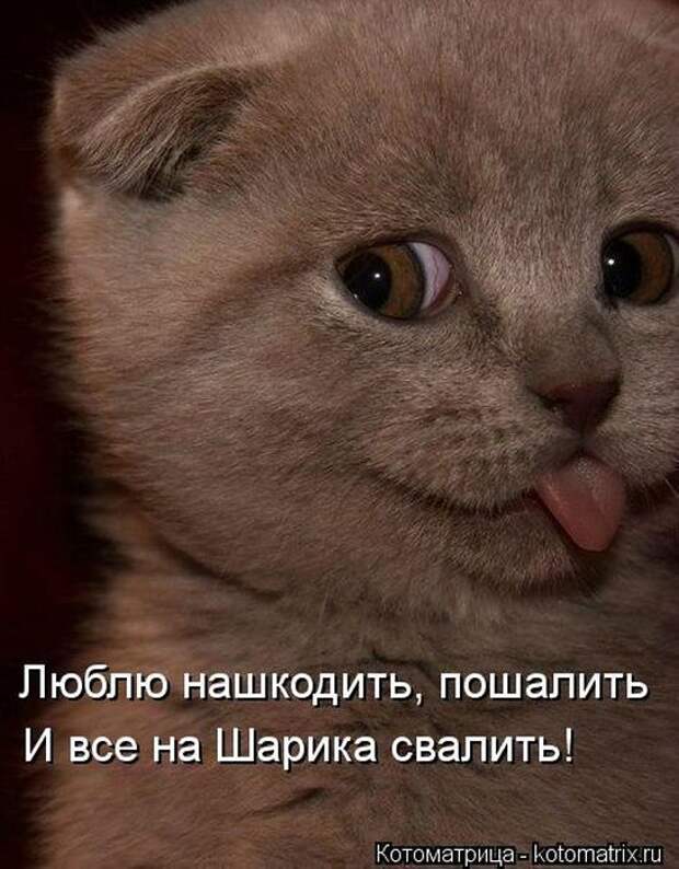 Котоматрицы (картинки с надписями)