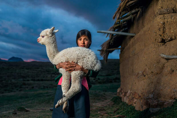 Девочка с альпакой в деревне в Перу