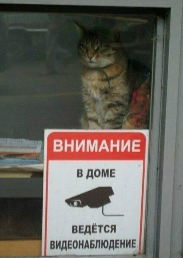 Видеонаблюдение еще никогда не было настолько бестолковым Видеонаблюдение еще никогда не было настолько бестолковым