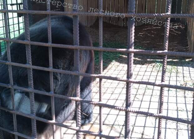 Условия содержания медведя в Руднянском районе проверили сотрудники Министерства лесного хозяйства