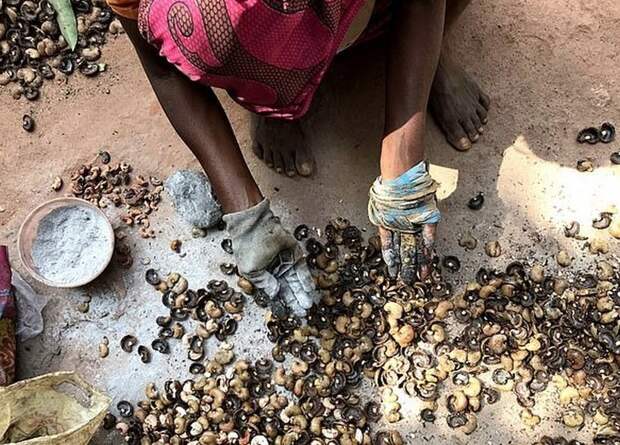 Чего стоит сбор кешью: какой ценой жители Индии получают любимый всеми орех