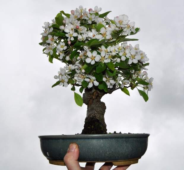 Выращивание яблони бонсай: все тонкости и хитрости
