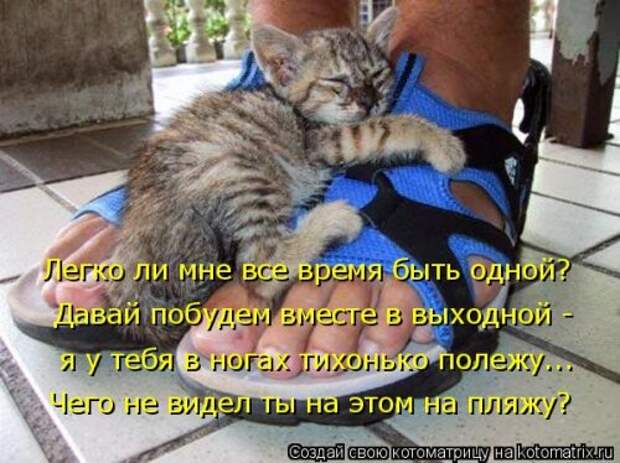 Свежая котоматрица для всех (44 фото)