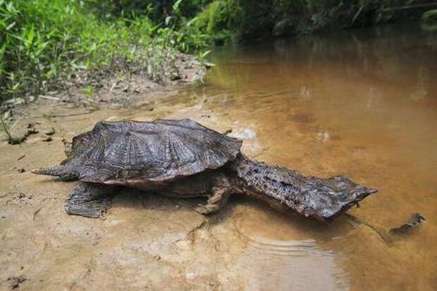 Черепаха матамата: внешность и интересные факты