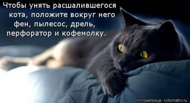 Котоматрицы (картинки с надписями)