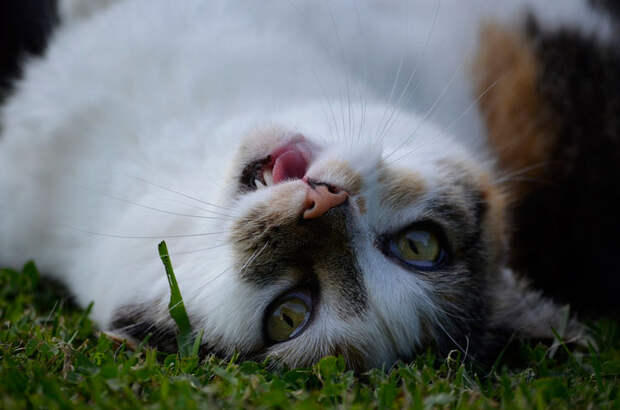 Коты бывают разные, а Феликс оказался котом сторожевым