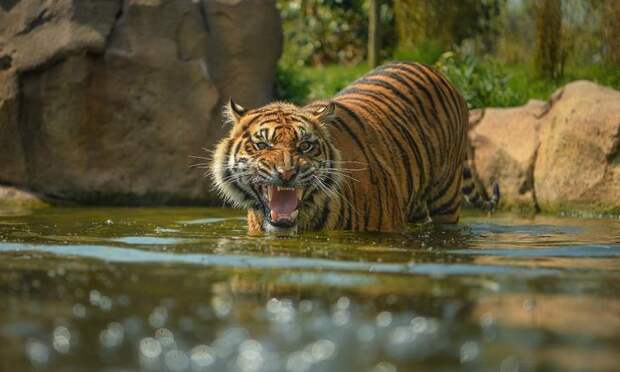 Interesting pictures with animals 01