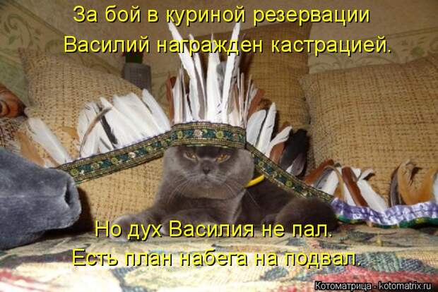 Котоматрица: За бой в куриной резервации Василий награжден кастрацией. Но дух Василия не пал. Есть план набега на подвал.