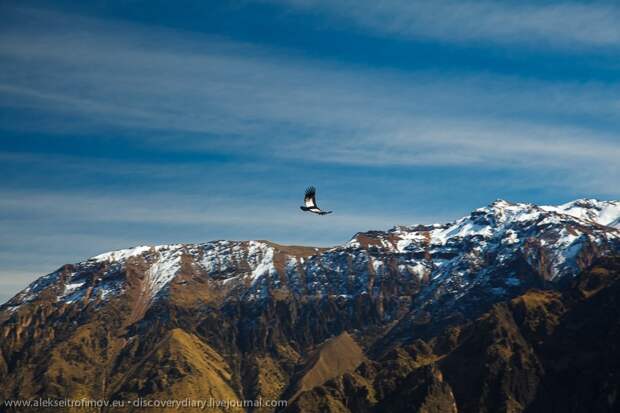 colca03 Спускаемся в глубочайший каньон на Земле