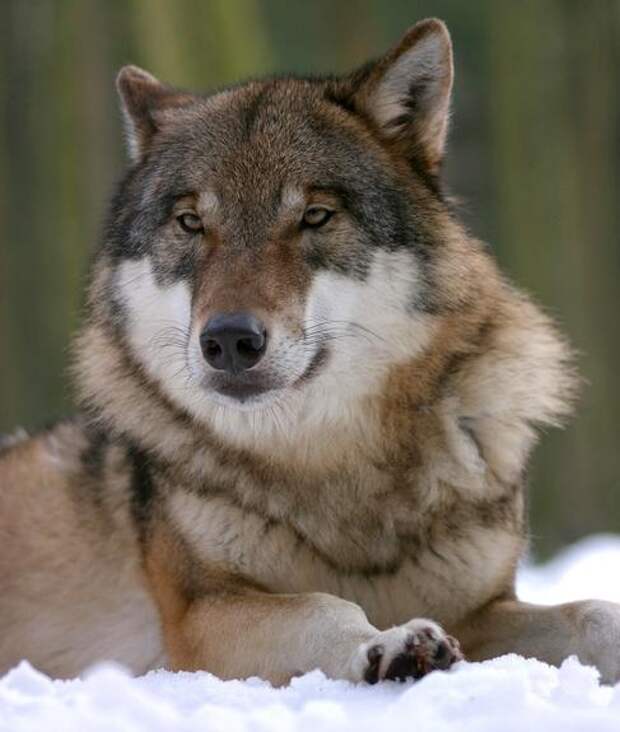 Курганский депутат Хахалов объяснил, почему переехал волка на снегоходе