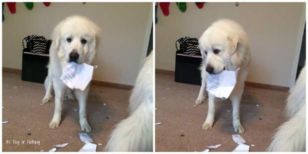 Great Pyrenees