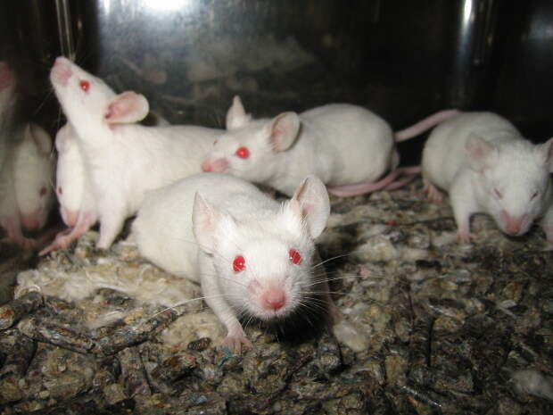 Лабораторная мышь-альбинос / ©National Geographic