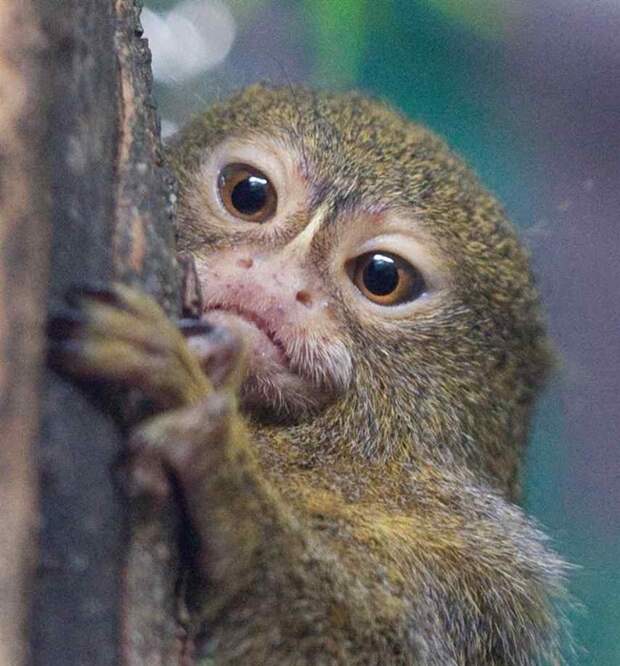 pygmy-marmoset-closeup