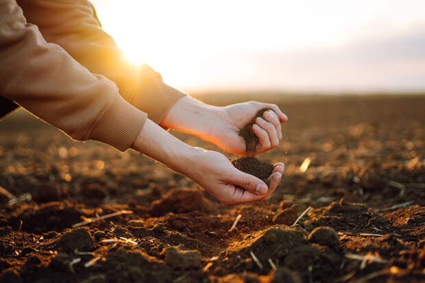 Acta Psychologica: участие в садоводстве помогает дошкольникам лучше питаться