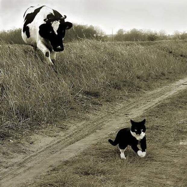 lolcats28 100 лучших фотографий кошек всех времен и народов