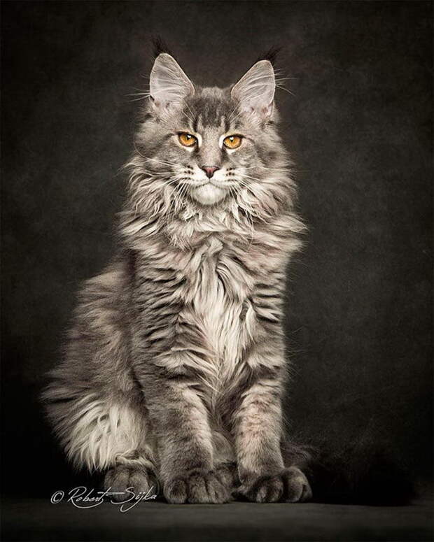 Красота мейн-кунов в фотографиях Robert Sijka