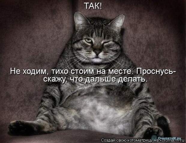 Смешные кошки в котоматрице 14