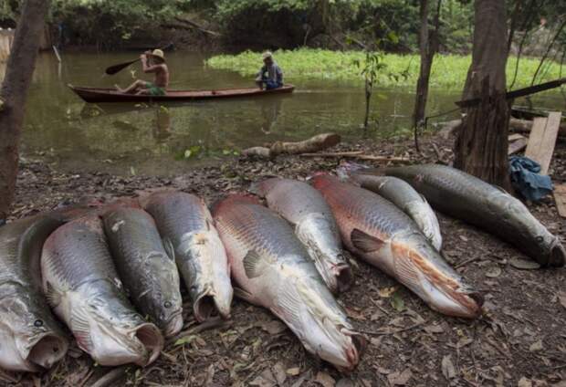 Kak rybachat i ohotjatsja indejcy Amazonii 3