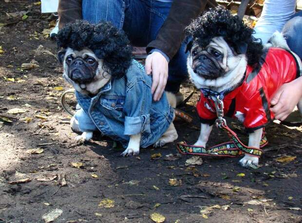 Pugs07 Pugs07 Веселые мопсы мастера маскировки