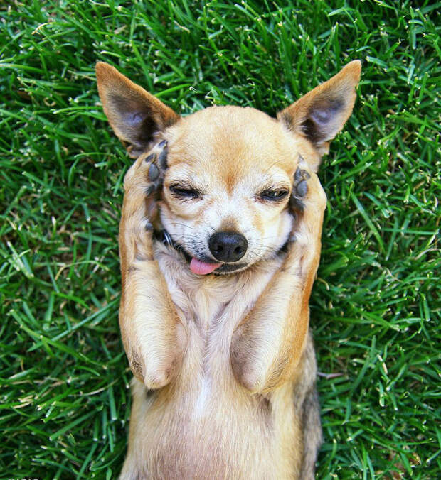 16 cамых забавных осенних фотографий собачек dogsnfall01 16 cамых забавных осенних фотографий собачек