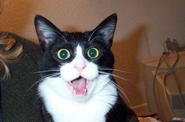Surprised Cat MEME Generator Page 1