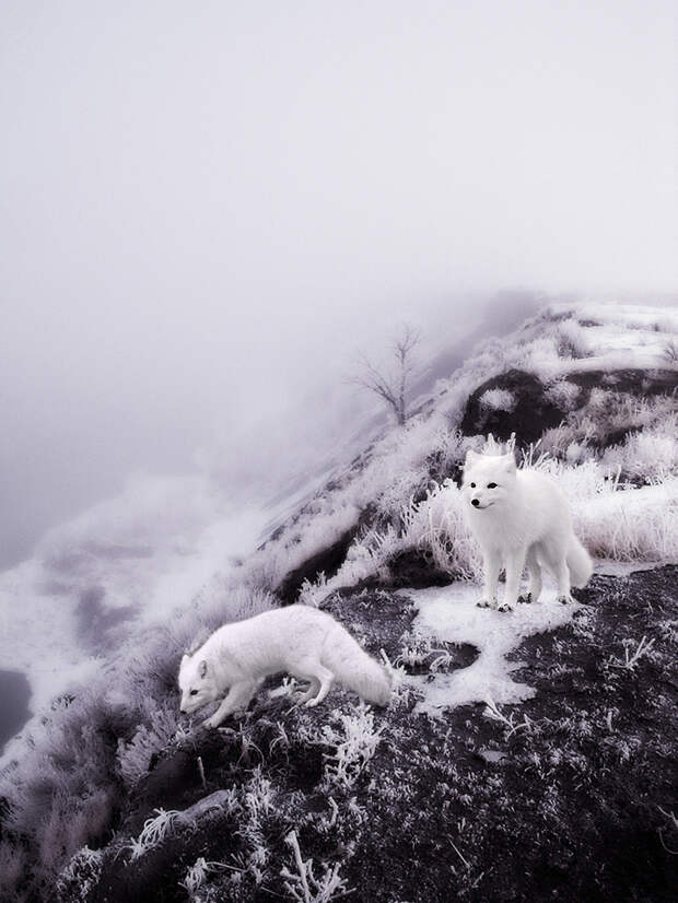 Фотография: Поэзия зимы №6 - BigPicture.ru