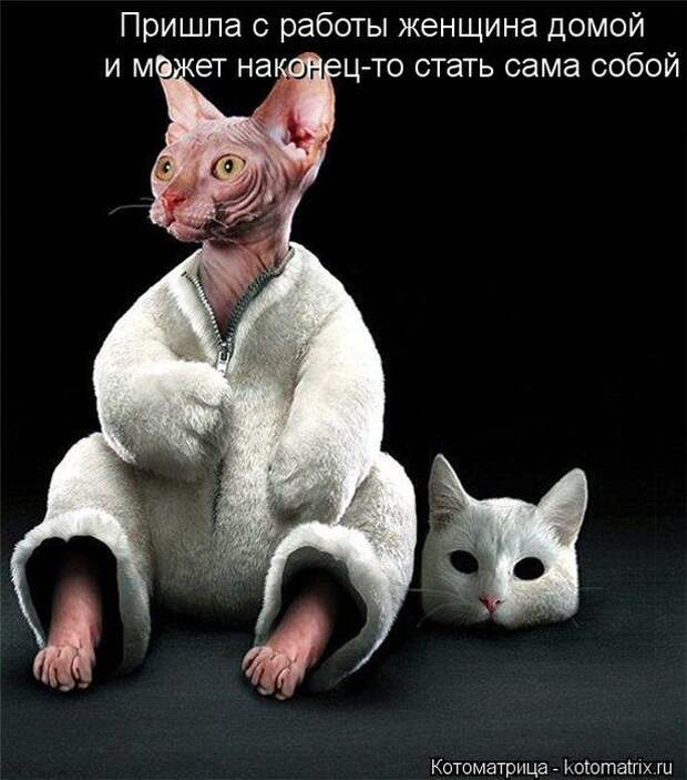 Лучшие котоматрицы недели (50 фото)