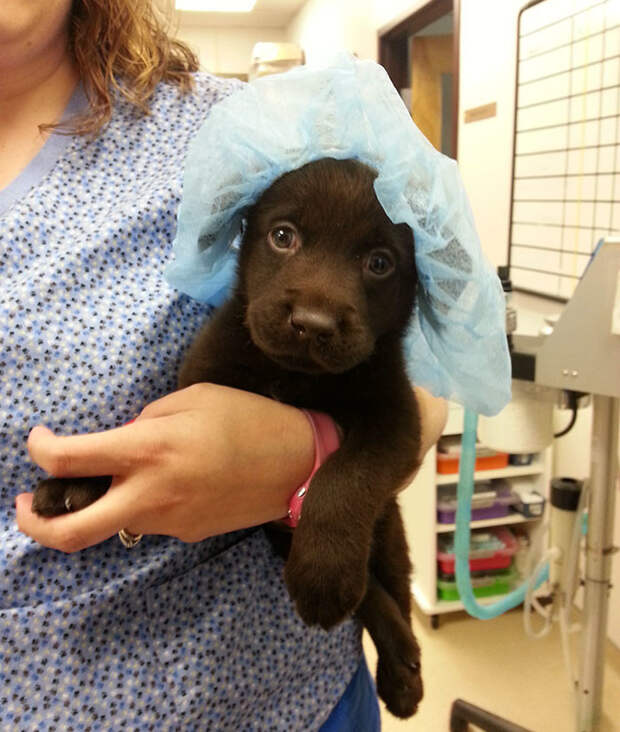 Ветеринарная медсестра спасла жизнь обреченному щенку лабрадора доброта спасет мир, животные, лечение, спасение