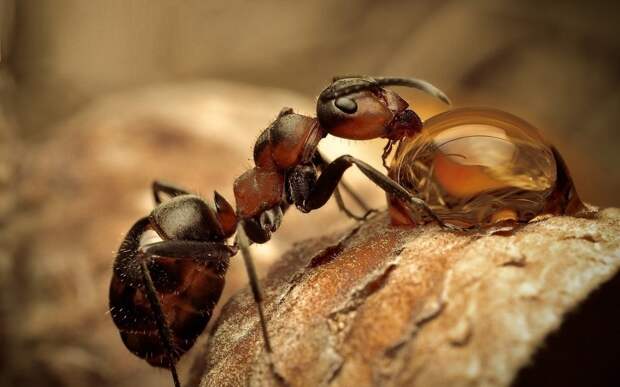 Отличительной чертой самки рыжих муравьев является её большой размер и наличие крыльев, которые она сбрасывает, когда заводит новую семью (колонию)