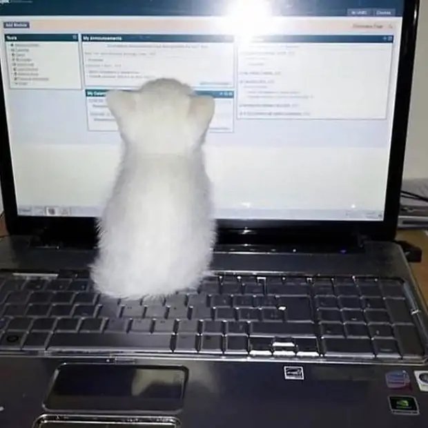 Bigpicture ru cats being weird weirdlilguys 6242d5b17e048 700