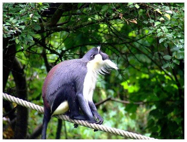 Роловейская мартышка (лат. Cercopithecus roloway)